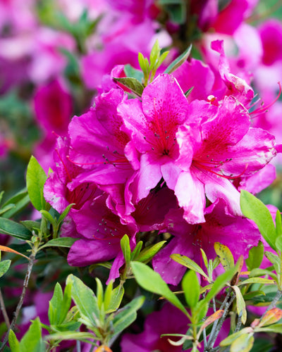 Best Flowering Plants For Spring