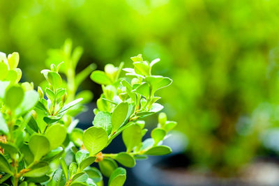 Best Places for Boxwoods