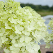 How to Prune Limelight Hydrangea into a Tree