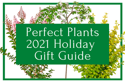2021 Holiday Gift Guide: Best Gifts for Plant Lovers