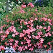 The 5 Best Garden Bushes