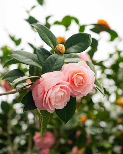 The Ultimate Camellia Guide and Lookbook