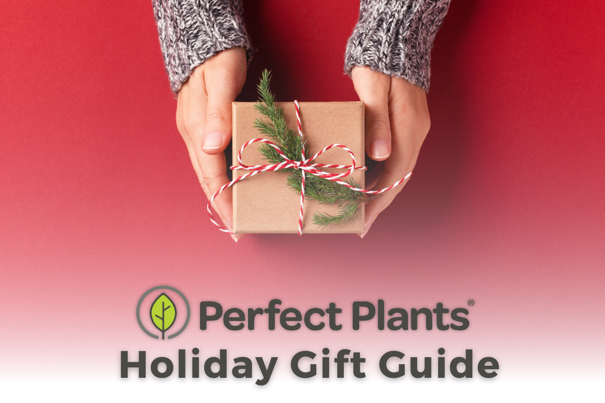 2023 Holiday Gift Guide for Plant Lovers | Perfect Plants