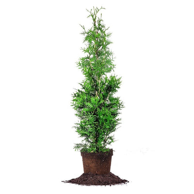 Where Should I Plant a Thuja Green Giant