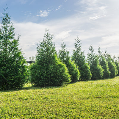 Unveiling the Arborvitaes: Thuja Green Giant vs Emerald Green Arborvitae