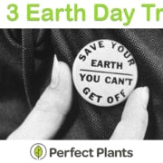 Top 3 Trees to Plant for Earth Day 2021