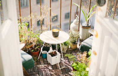 Top 7 Patio Potted Plants for Balcony Gardens