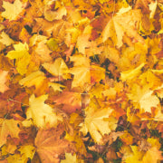 3 Tips for Fall Tree Care