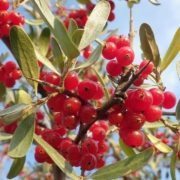What Plants Produce Berries?