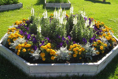 Heat-Loving Container Plants for Florida Weather