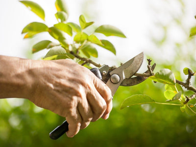 Basic Pruning for Shrubs and Trees