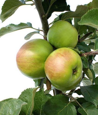 Fruit Trees for the Midwest