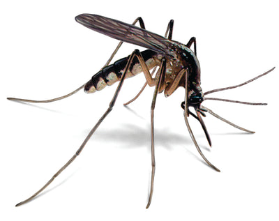 Summer Mosquito Survival Guide: Plant It And They Shall Flee