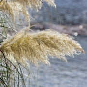 When to Cut Back Ornamental Grasses