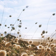 Salt Tolerant Plants