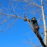 How to Prune a Young River Birch Tree