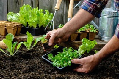 Vegetable Gardening for Beginners – Part 1