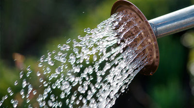 Are You Watering Your Plants Correctly?