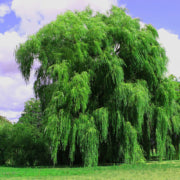 How to Plant a Weeping Willow Tree