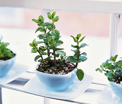 6 Great Edible Plants to Start Growing Indoors
