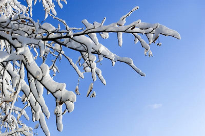How to Winterize Trees and Shrubs