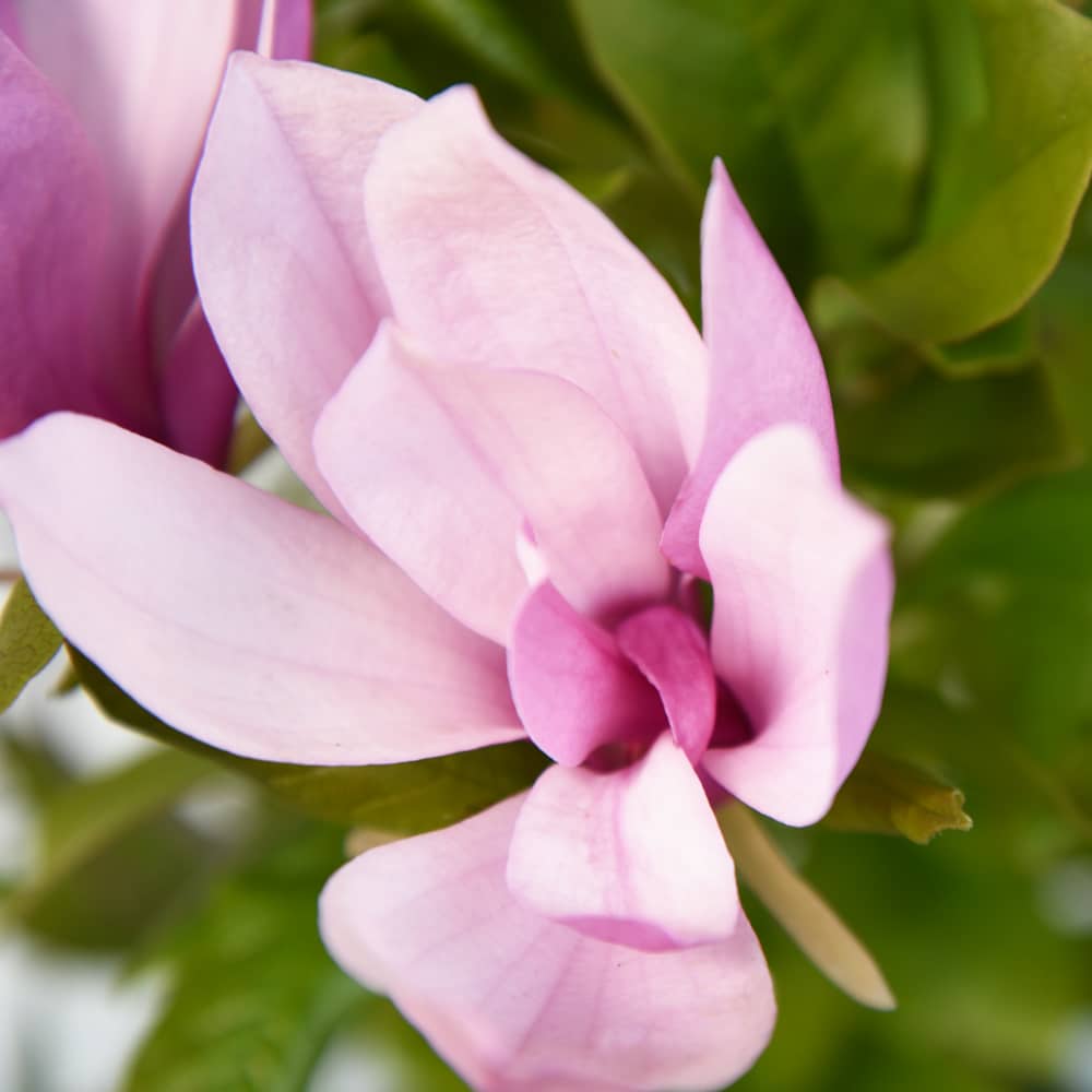 Shop All Massachusetts Plants for Sale | Perfect Plants Nursery ...