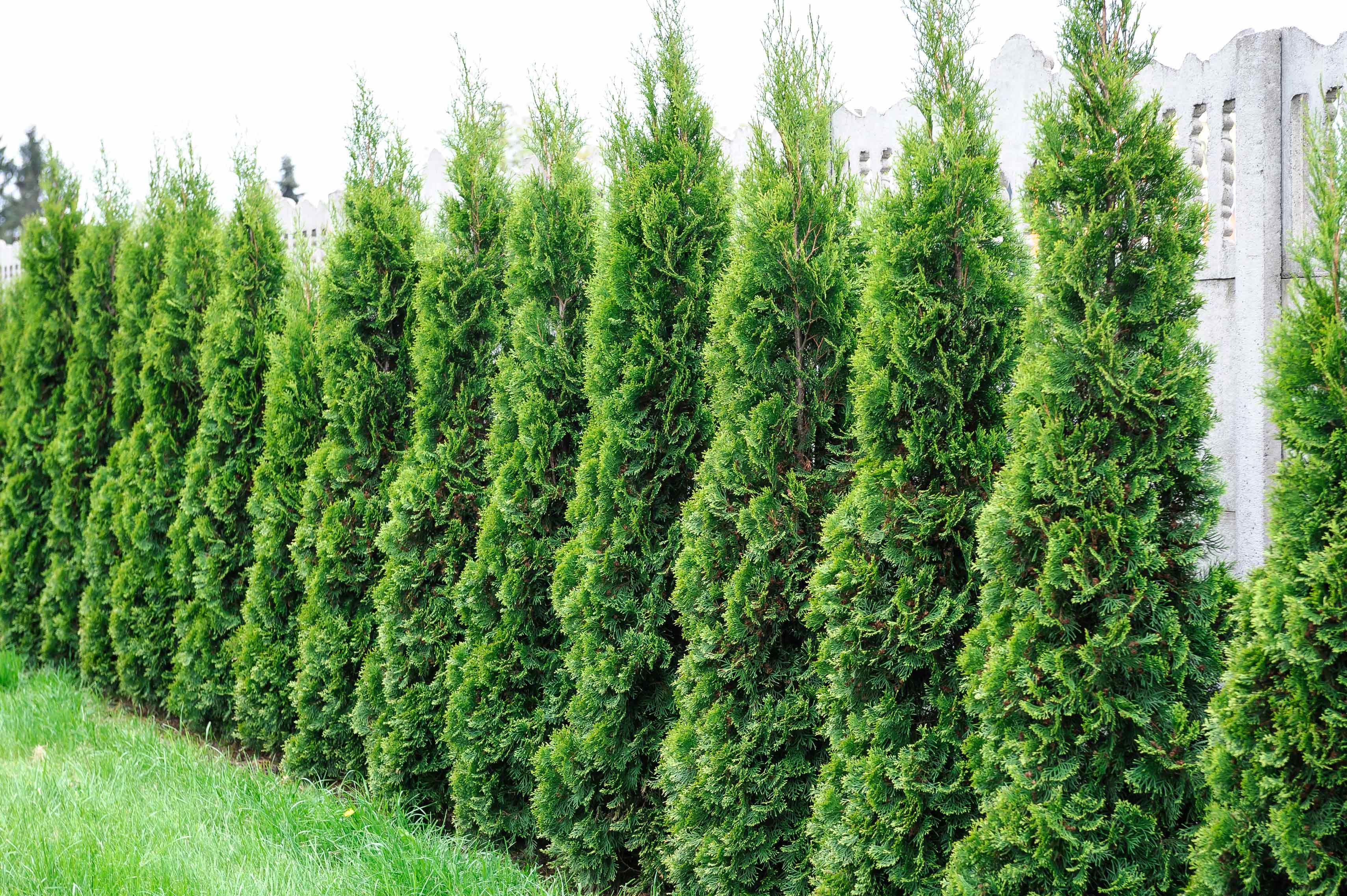Names Of Evergreen Trees