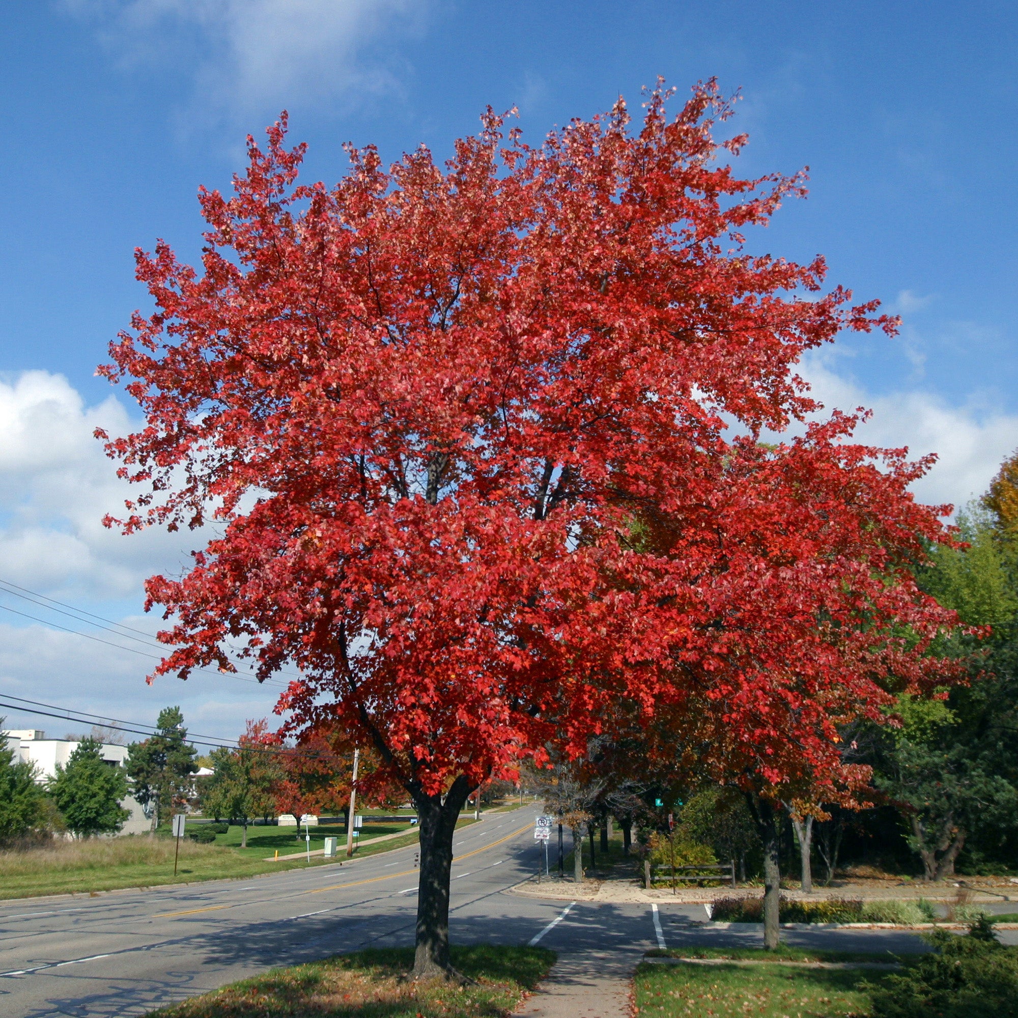 Fall Color Trees for Sale Online | Perfect Plants