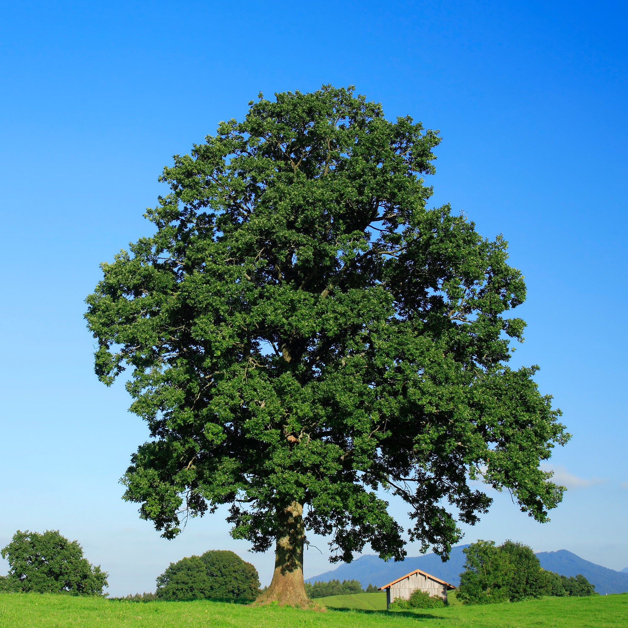 Buy Oak Trees for Sale Online Perfect Plants