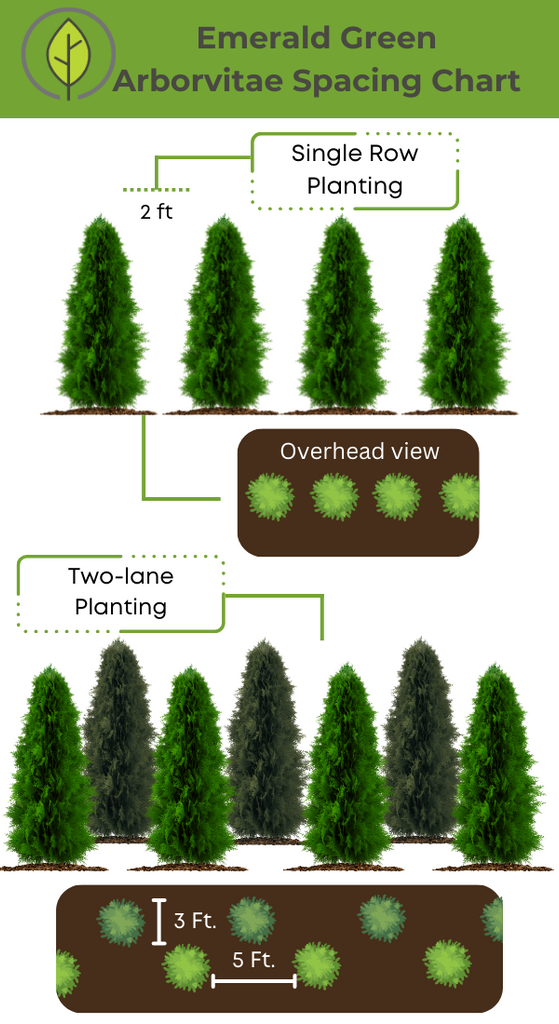 Unveiling the Arborvitaes Thuja Green Giant vs. Emerald Green