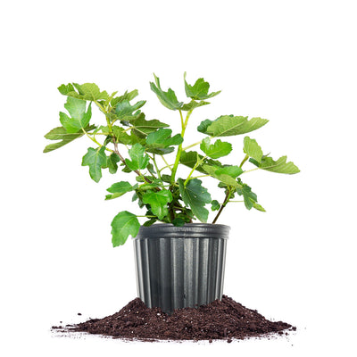 Brown Turkey Fig Tree