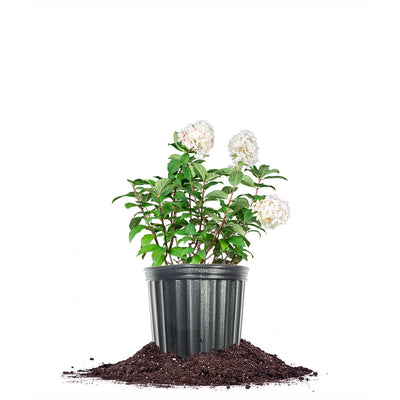 Fire Light® Hydrangea Shrub