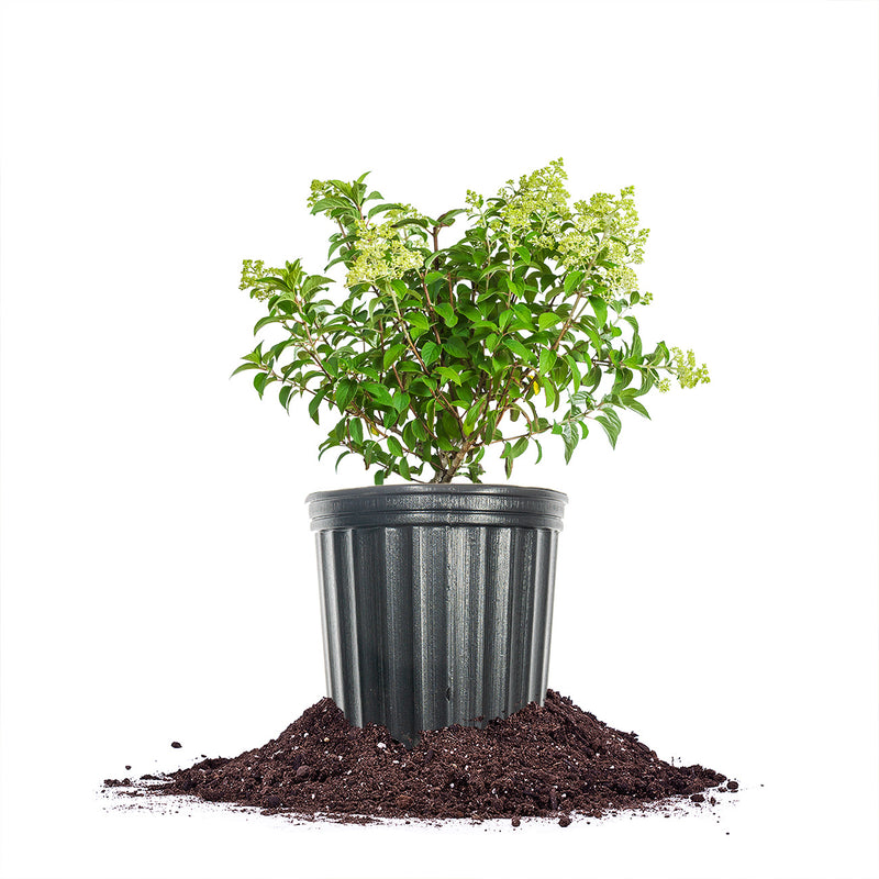 Bobo® Hydrangea Paniculata Bush