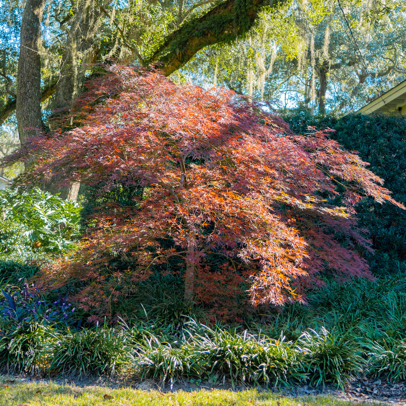 Japanese Weeping Tree