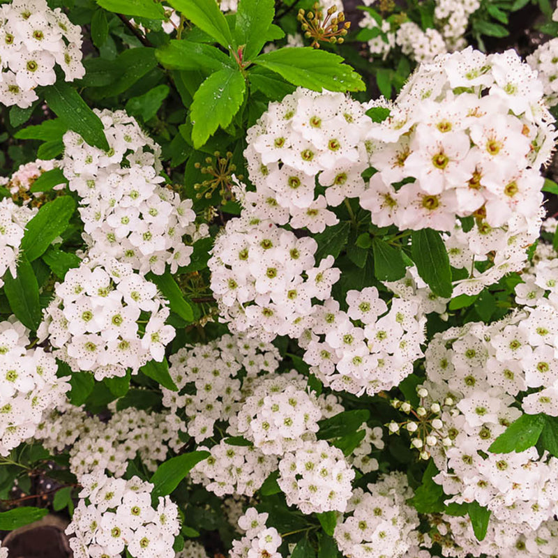 Buy Bridal Wreath Spirea Shrub Online Perfect Plants