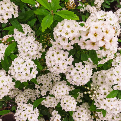Close up of white flowers from bridal wreath spirea 