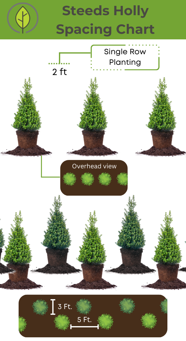 Steeds Japanese Holly for Sale | Upright Ilex Crenata | Perfect Plants Steeds Japanese Holly for Sale | Upright Ilex Crenata | Perfect Plants