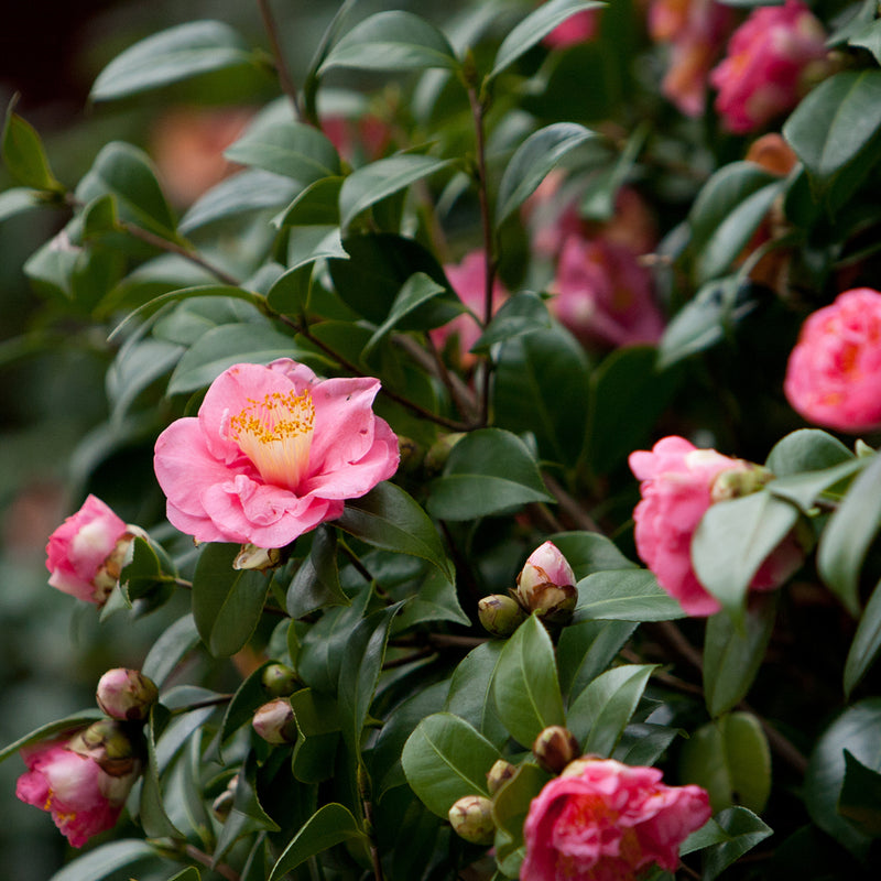 Debutante Camellia