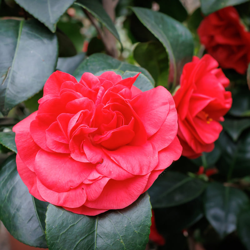 Professor Sargent Camellia Japonica