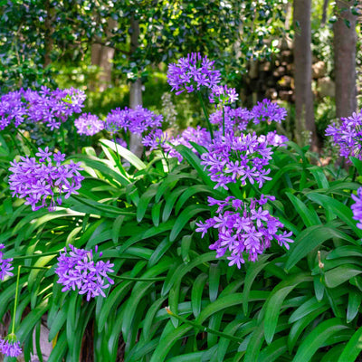 Purple flowers on Ever Amethyst Agapanthus, row of several plants along a landscape path with a forest scenery in the background