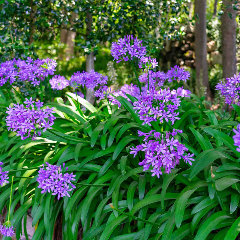 Purple flowers on Ever Amethyst Agapanthus, row of several plants along a landscape path with a forest scenery in the background