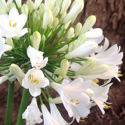 Close-up of Ever White Agapanthus flowers with green stems against a blurred natural background