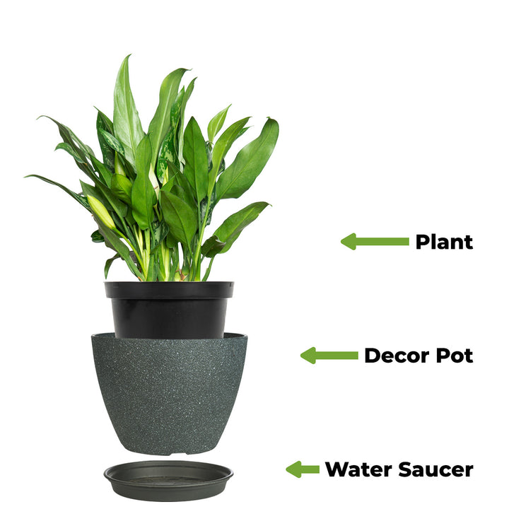 aglaonema maria water Aglaonema 'Maria' for Sale | Chinese Evergreen