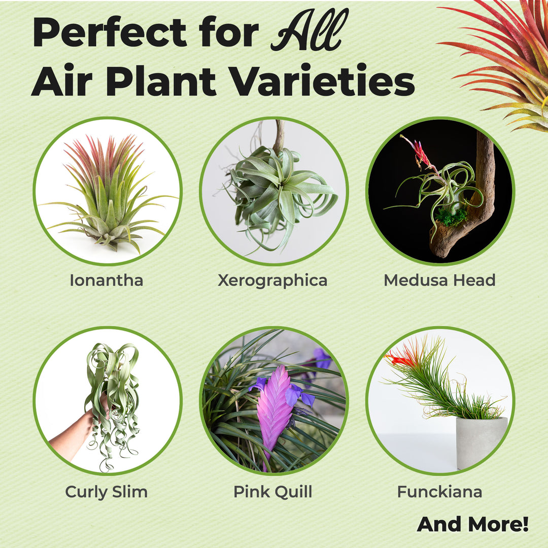 Buy Air Plant Fertilizer for Sale | Air Plant Food