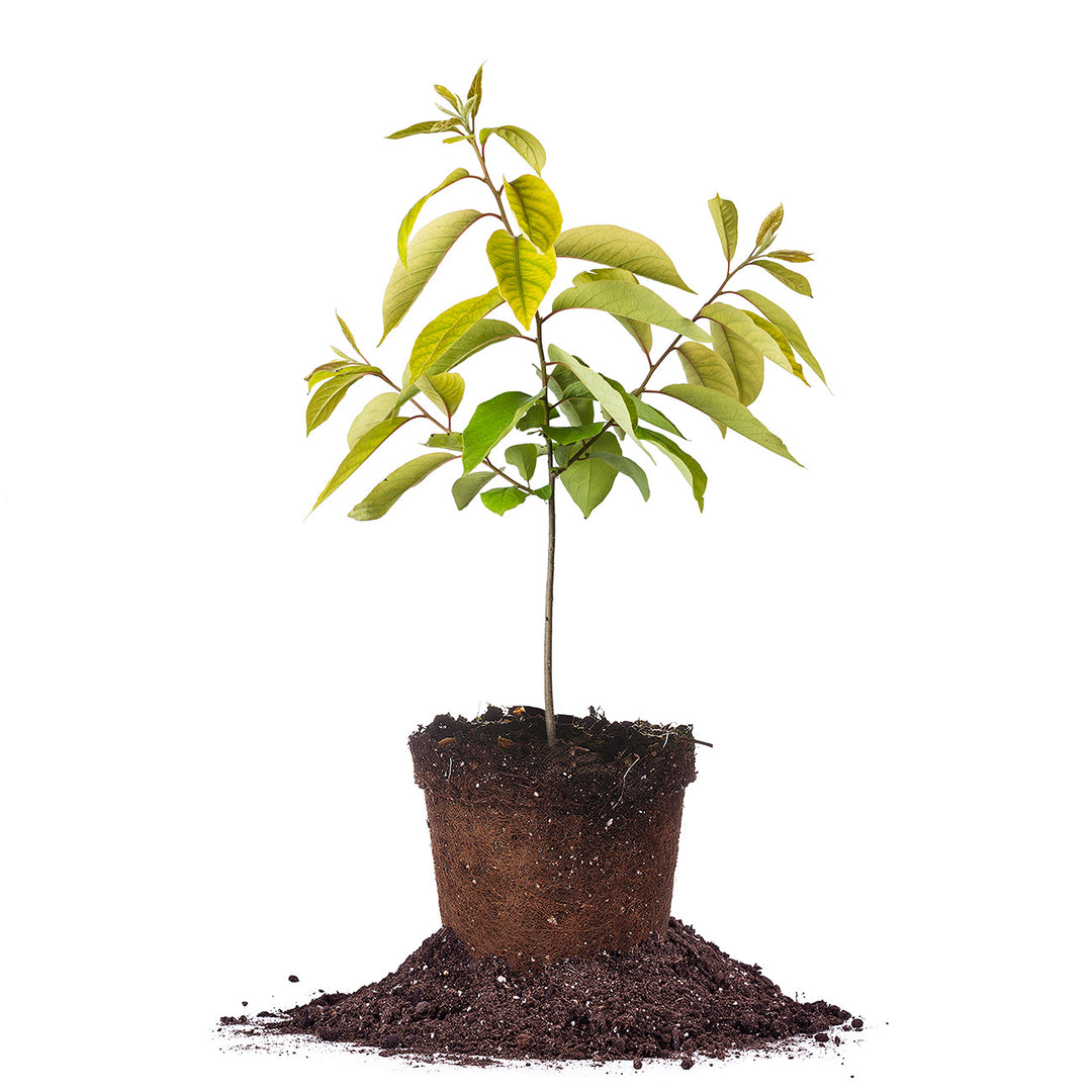 persimmon tree live plant in a 4 inch pot American Persimmon Tree - 1 Gallon / 3-Trees