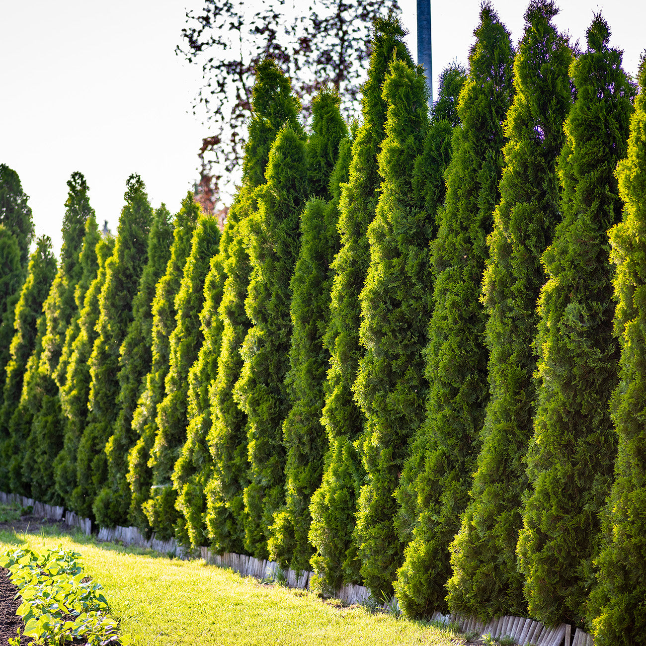 Hedge Column Full Speed A Hedge® American Pillar Arborvitae | Perfect Plants