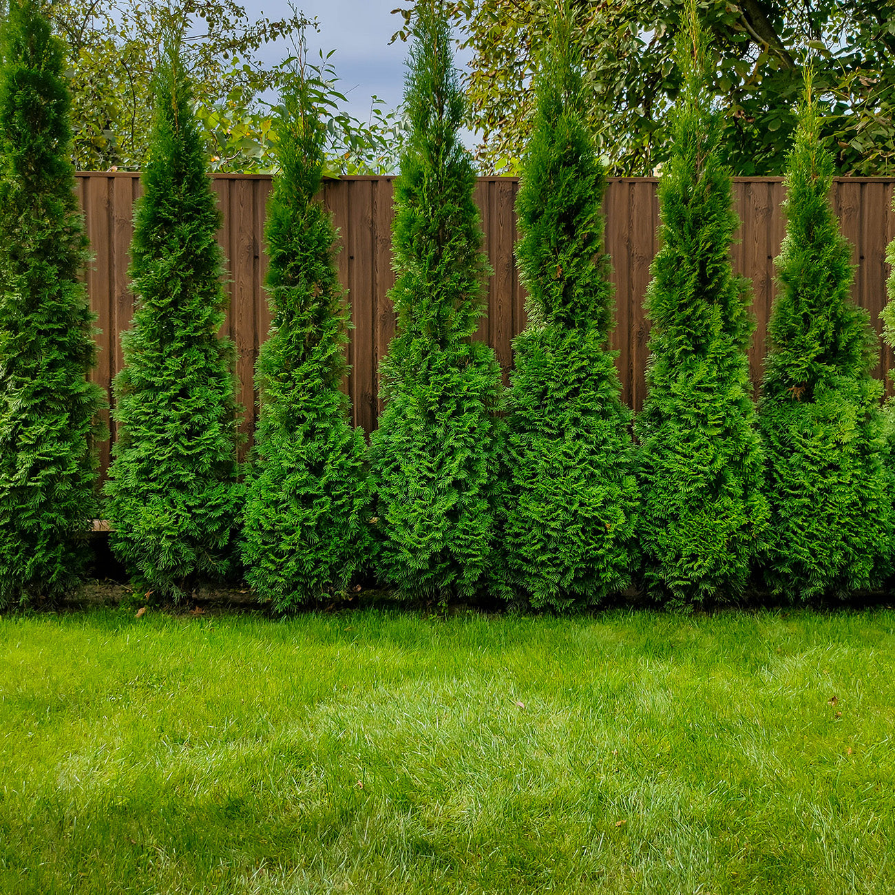 Buy Full Speed A Hedge® American Pillar Arborvitae Tree Perfect Plants Buy Full Speed A Hedge® American Pillar Arborvitae Tree Perfect Plants