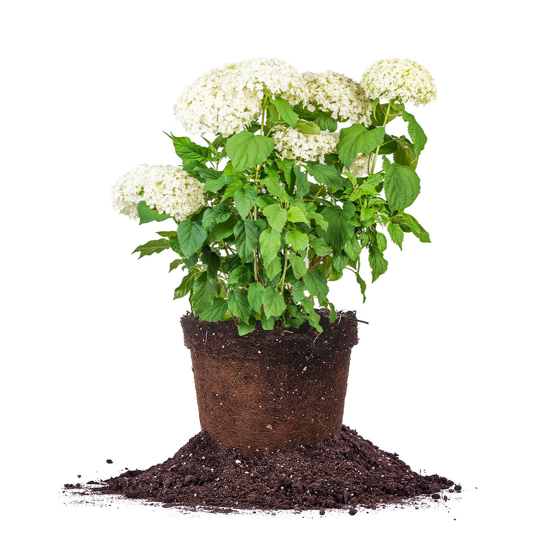annabelle plant Annabelle Hydrangea Bush