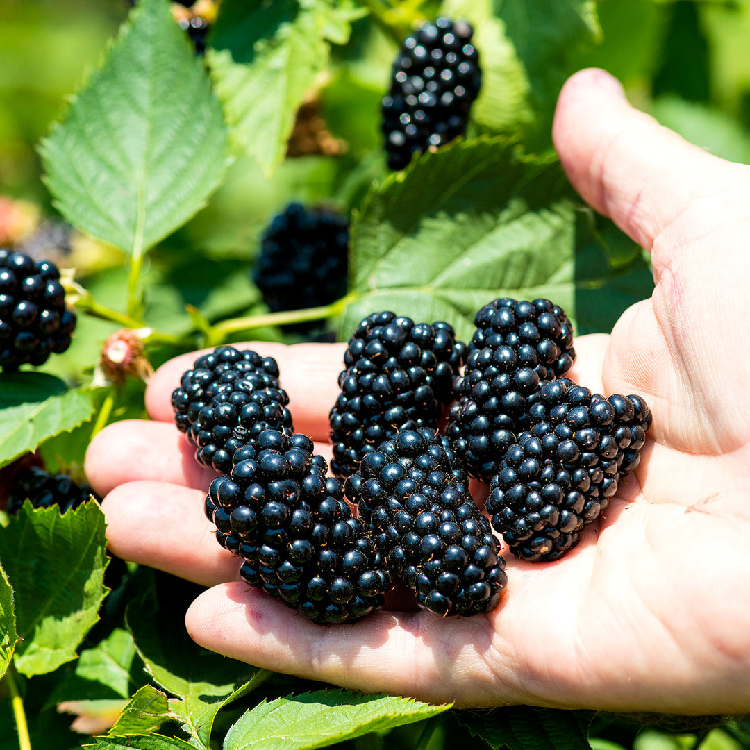 potting mix for blackberries Apache Blackberry Bush - 3 Gallon / 4-Pack