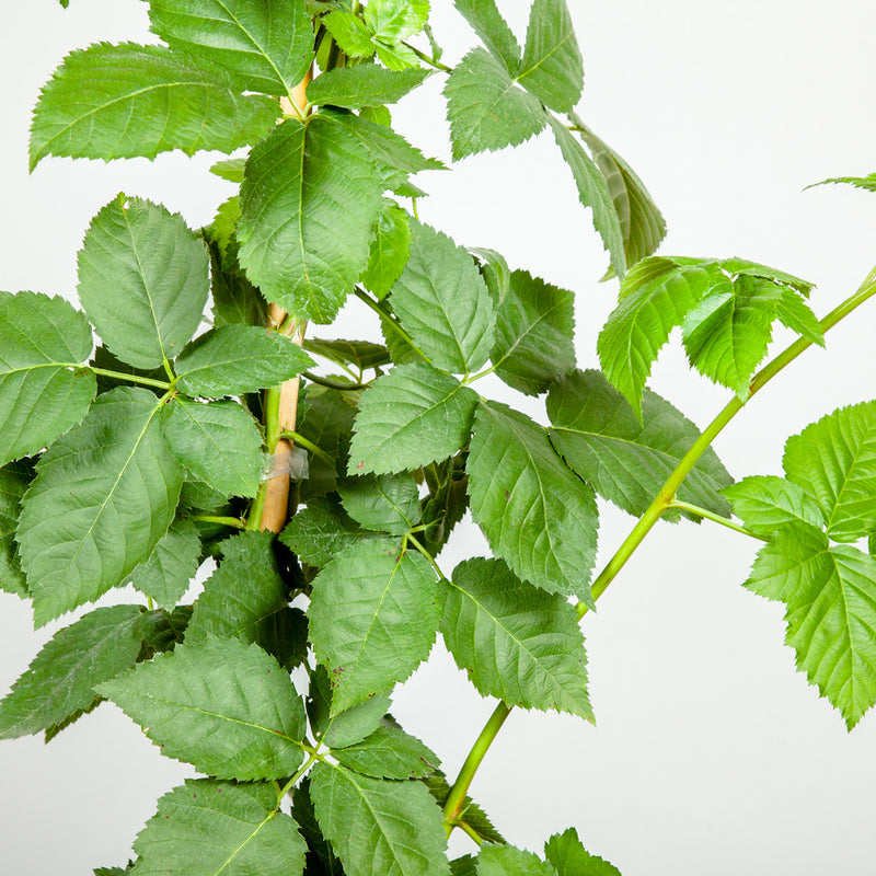Close-up of green leaves on a white background belonging to an Apache Blackberry Bush